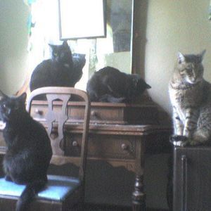 Meet your Posher, Jadzia